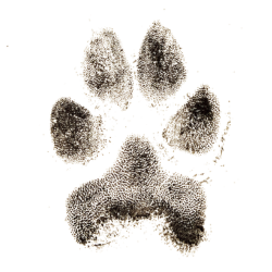 Ink Paw Print